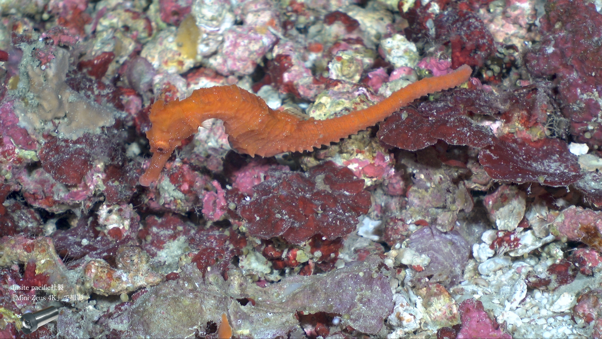 米国Insite Pacific社 深海用カメラ【輸入商品】