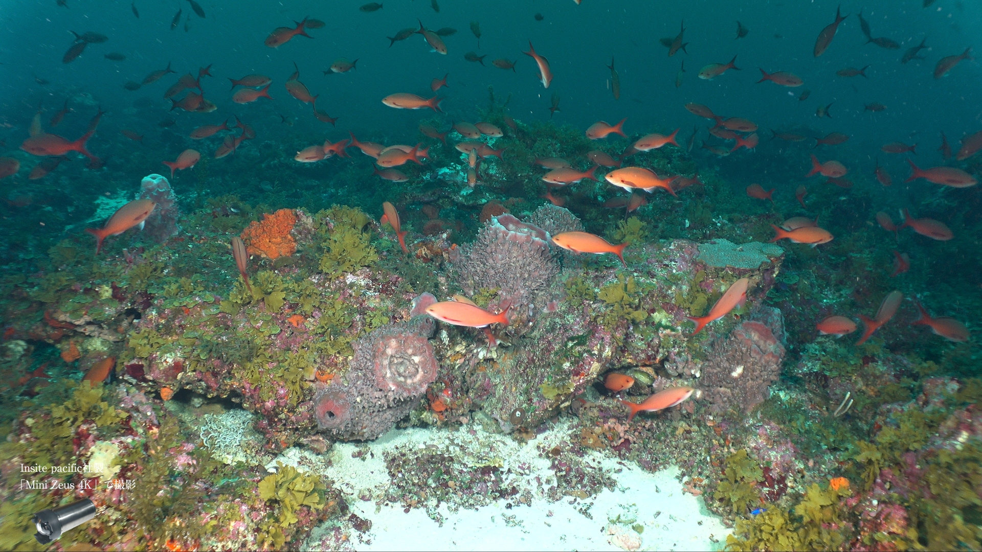 米国Insite Pacific社 深海用カメラ【輸入商品】