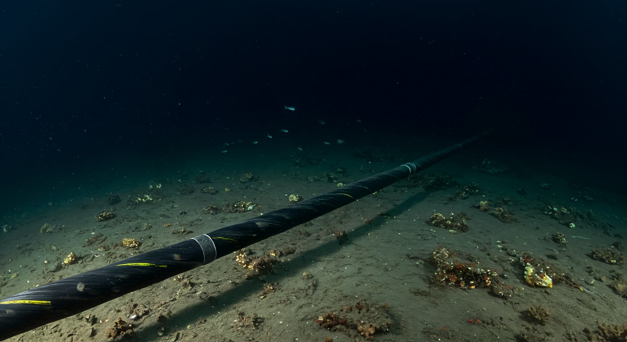 深海撮影の方法やおすすめのカメラを紹介